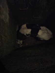 Prime khabar Punjab Cow in Dig