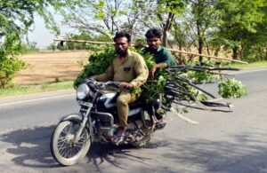 PrimeKhabar Punjab Tree