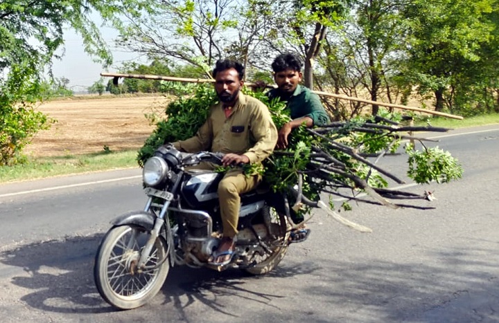PrimeKhabar Punjab Tree